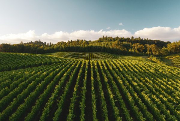 Global Council for Sustainable Food Systems